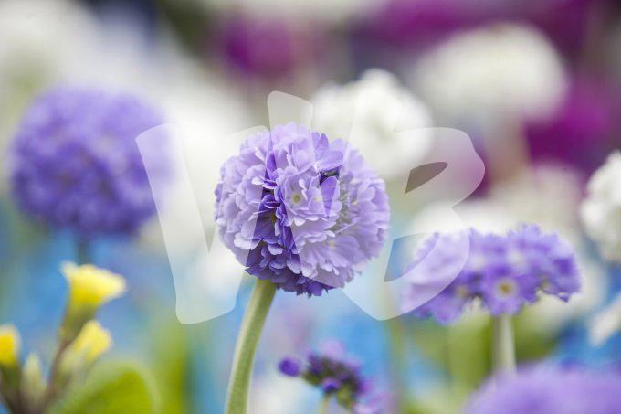 vvbvanbree bloemen en planten j  3158